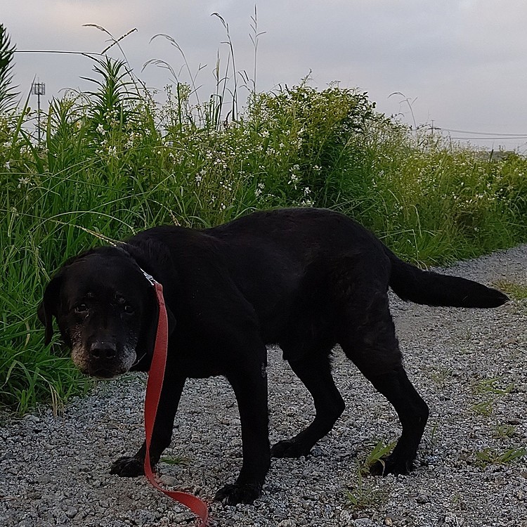 今日の子供達
1人(1匹)老犬ですけど(^_^;)