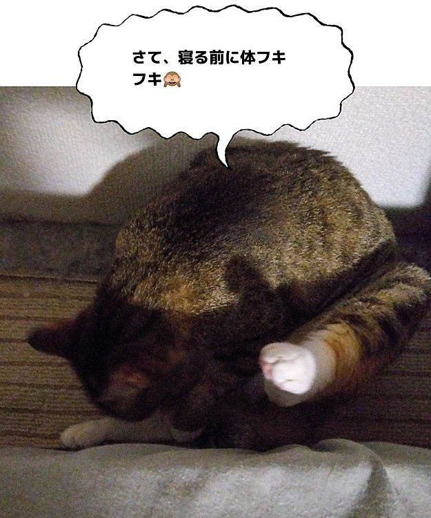 スパイXOの投稿