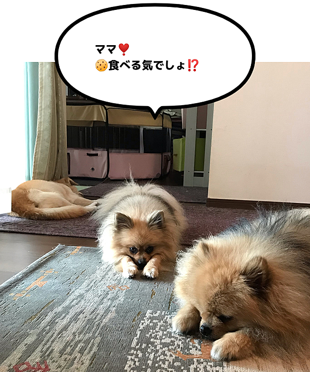 ママのティータイム☕️寝てる子🐶ガン見してる子🦊寝て待つ子🦁
