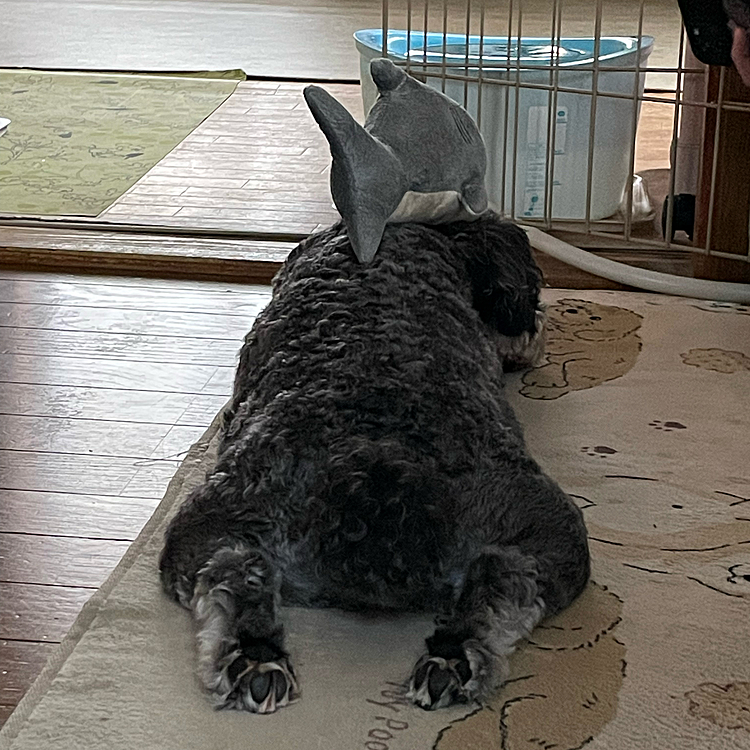 こんにちは🐶
サンちゃん編３😆
今日は、昼寝サンちゃんの上にそっとサメちゃん🦈を😴
そのまま昼寝続行😪