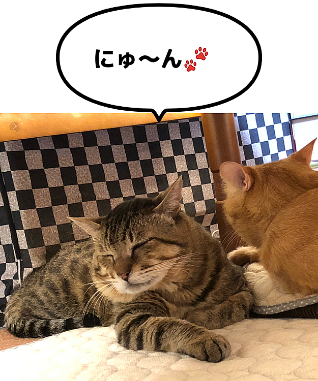 Max&Kittyの投稿