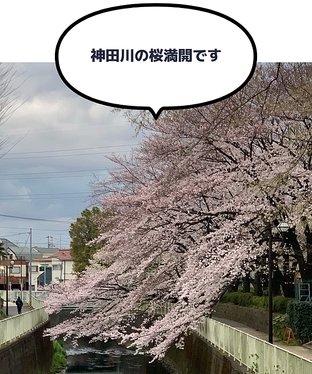 おはようございます😃
いつも行く朝散歩コースの神田川の桜が満開でした🌸
