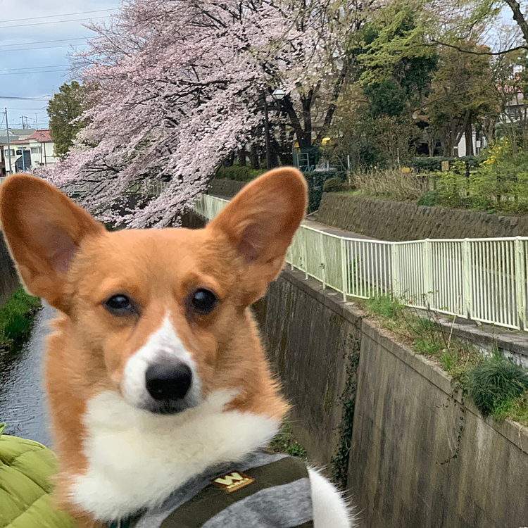 あれ⁉️マーチくんなんだか右眼小さくないですか⁉️って思った方…なかなかのマーチフリークです😆
土曜日の夜、どうやら手で擦ったようで右眼が全然開かなくなり、慌てて獣医さんへ💦
診察終了ギリギリ間に合い、診てもらうと角膜に小さ〜い傷が😱軽いアレルギーがあるので、花粉の季節は要注意なんですよね💦忘れてました💦ごめん🙏マーチさん🙏
週末のオフ会に間に合うように絶賛目薬治療中です‼️