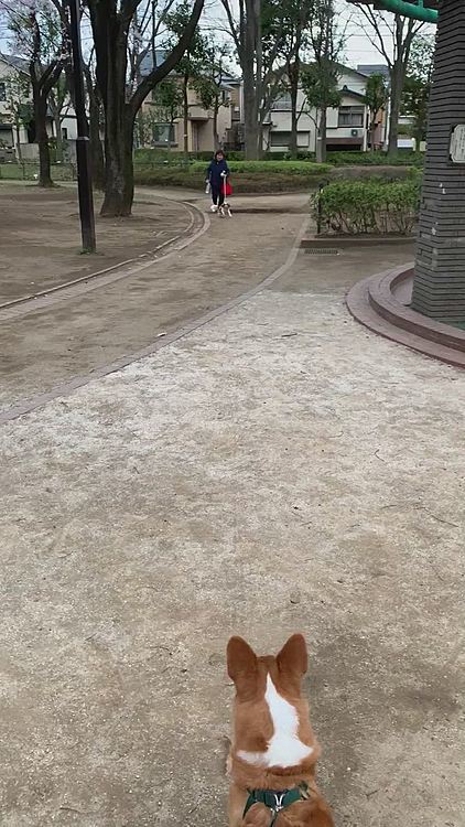 公園でご近所ワンコの仲良し蒼ちゃんに会いました‼️かわいい蒼ちゃん😍仲良く一緒にお家までオヤパーしながら帰りました💓