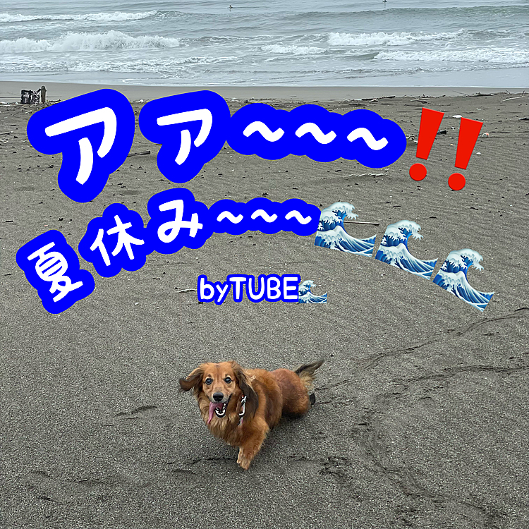 今日のお散歩のココﾁｬﾝ🐶
もぉすぐ夏休みだもんね😎🌴
それにしても…歌うねぇ～🤣🤣🤣(笑)