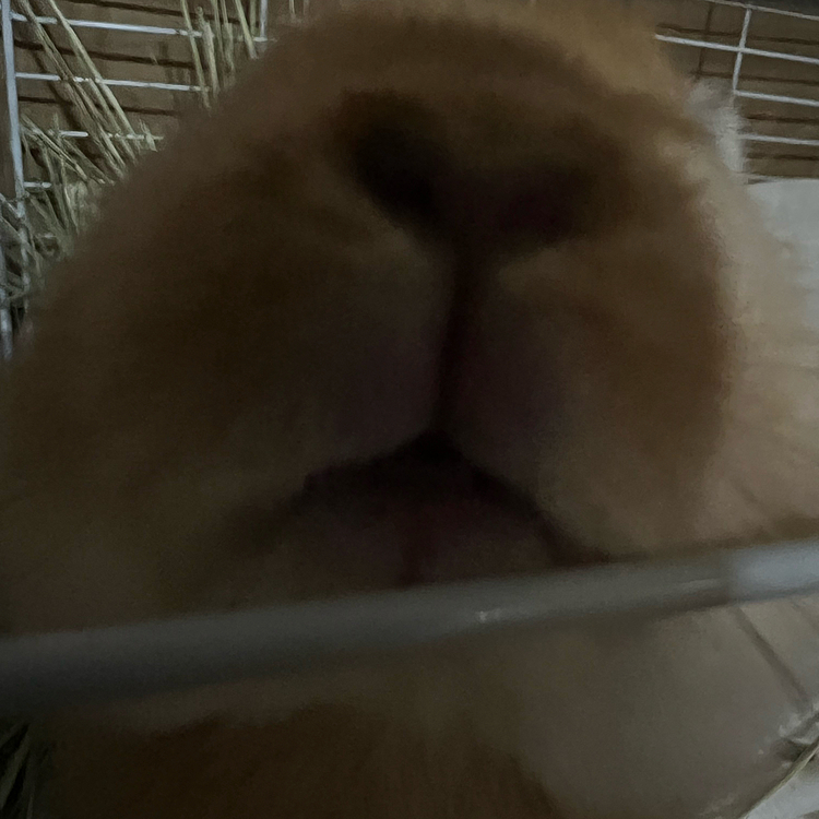 ノアちゃんなでなでアピール😂