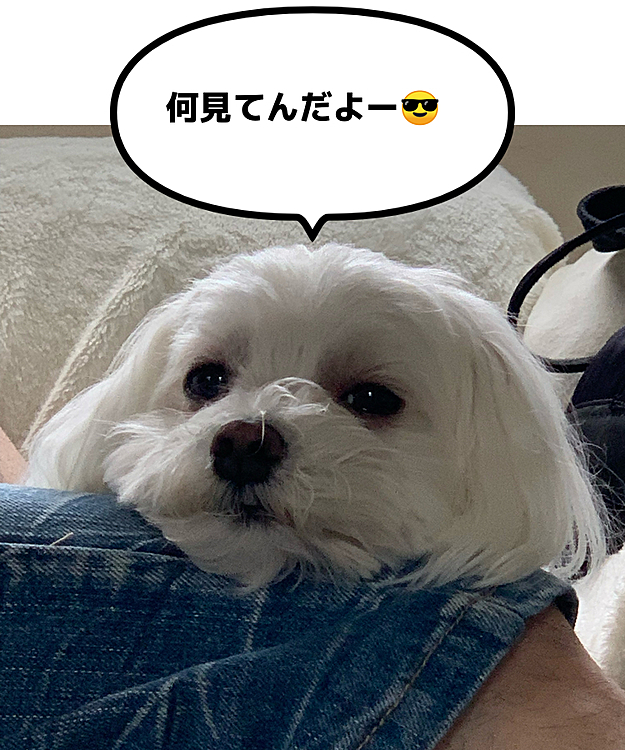 パパの膝枕。
いつもの定位置で何か文句を
言ってるみたいに
『うぅ～…グゥ～ワン』と
うなってるのか喋ってるのか(笑)
昨日はトリミングでさっぱり蘭丸さん。
