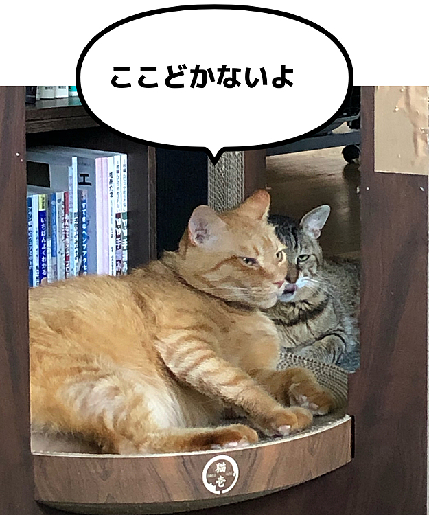 Max&Kittyの投稿