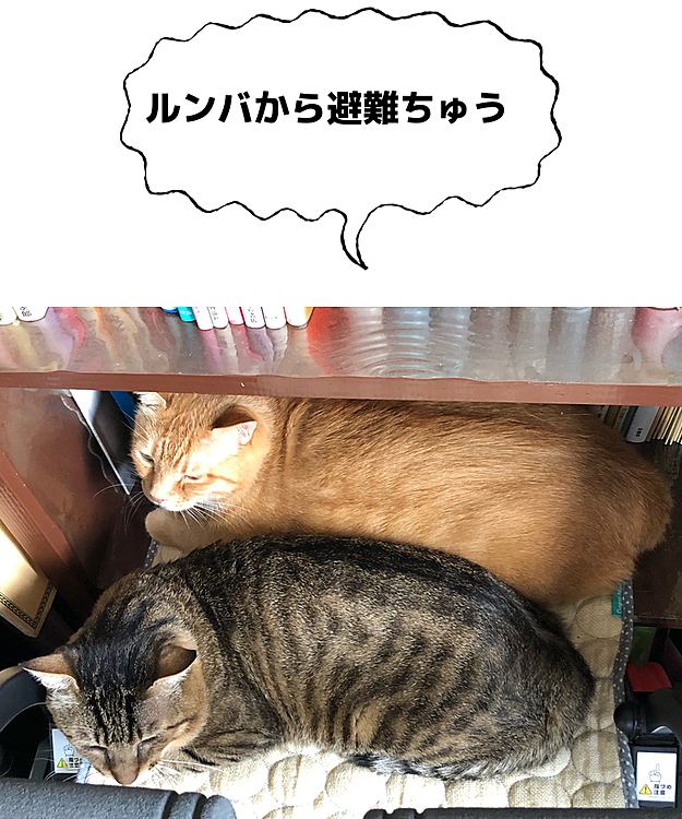 Max&Kittyの投稿