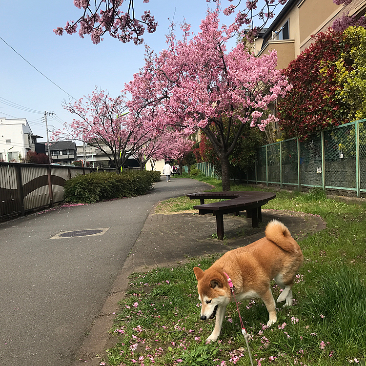 桜🌸舞い散る下の散歩！