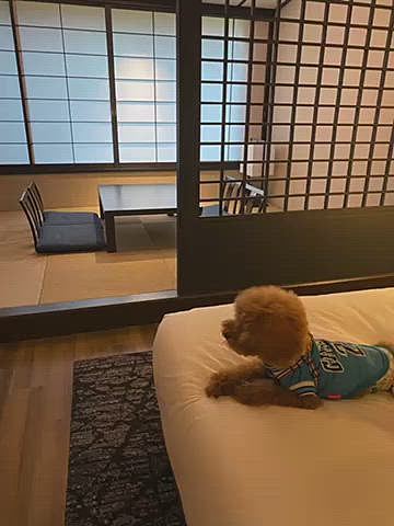 この日の宿泊は和洋室のお部屋で露天風呂はありません♨️
今回は暑くてあまり色々出掛けられないと思いお部屋で寛げる事を優先しました☺️
今回も夜は部屋で晩酌です🍾
前回気に入ったテール煮を買いたかったのですが、毎日ある訳では無いそうでお店のメニューをテイクアウトしました😉
初日はテールのシチュー煮とゲソ唐、翌日は中トロのステーキとまたまたゲソ唐をアテに美味しく頂きました😋