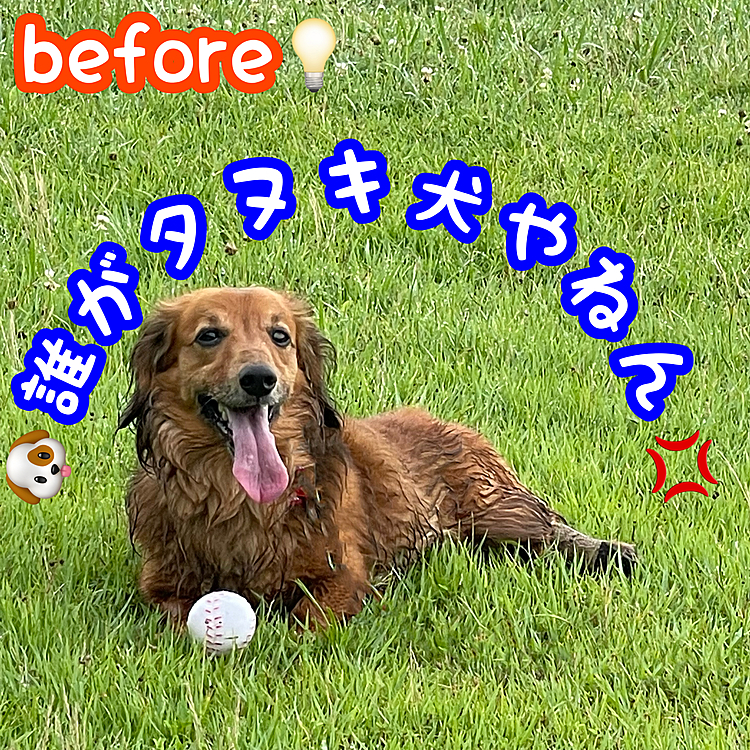 ココﾁｬﾝ🐶久しぶりにトリミングに行ってきたので､ここはまずはbefore💡のタヌキ犬🐶