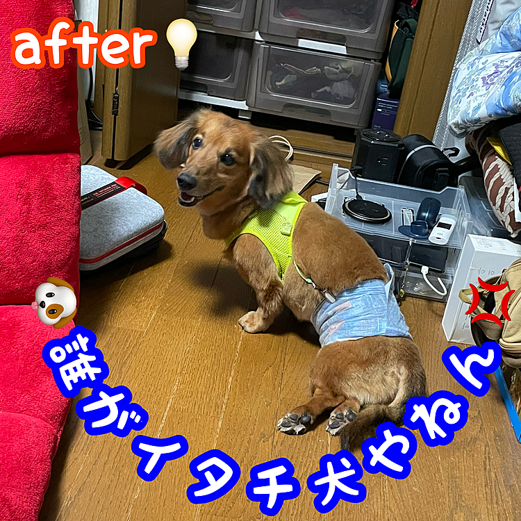 キレイサッパリになりました✨✨✨
でも見た目が…イタチっぽくなりました🤣🤣🤣