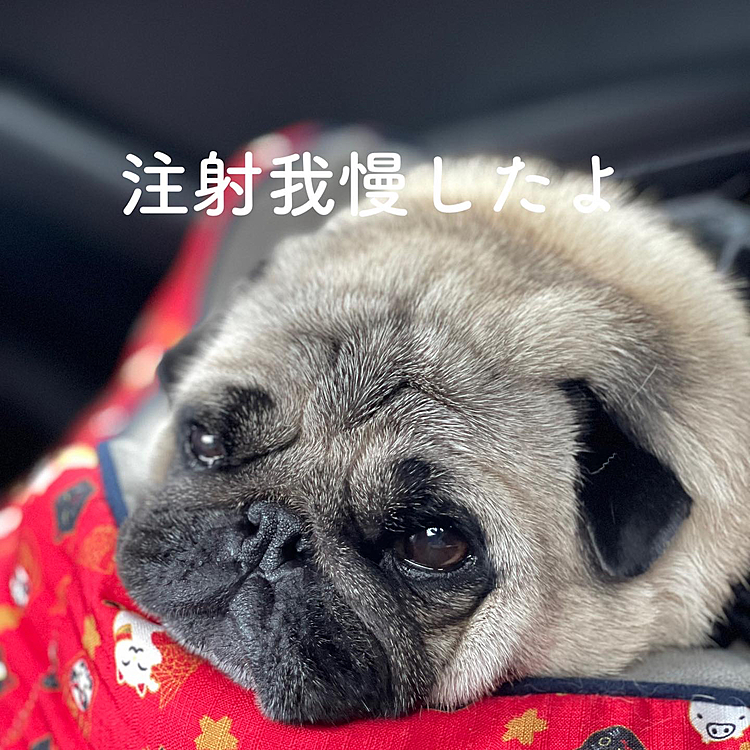 ワクチン💉行ってきました🐶
おとなしく、いい子で我慢出来ました🐶
注射嫌いのとうちゃん、ししまるの注射にびびってました😰