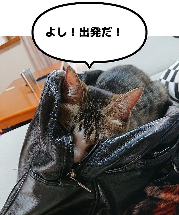 いや、あなたは研修には連れていけません💦

研修バッグに潜り込んでるテオさま😽