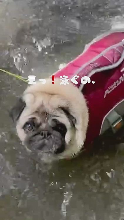 ライフジャケットつけて犬かき🐶上手に泳げました😊