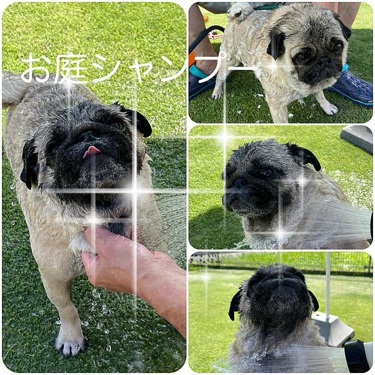 帰ってからはお庭シャンプーでサッパリ🐶