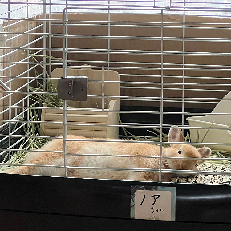ごはん食べ終わって眠そう…私も眠い😂