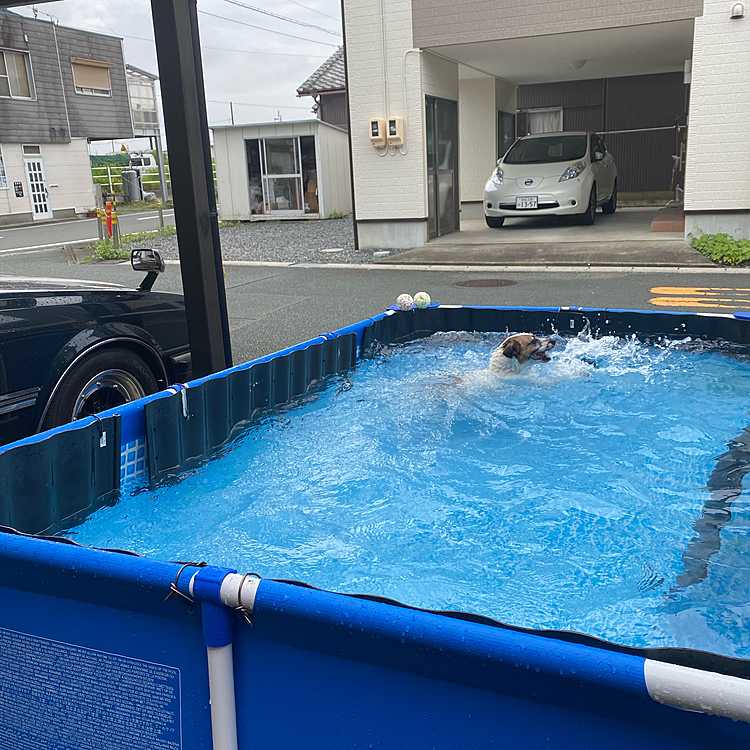 見てないうちに上手に並べて乗せました❣️