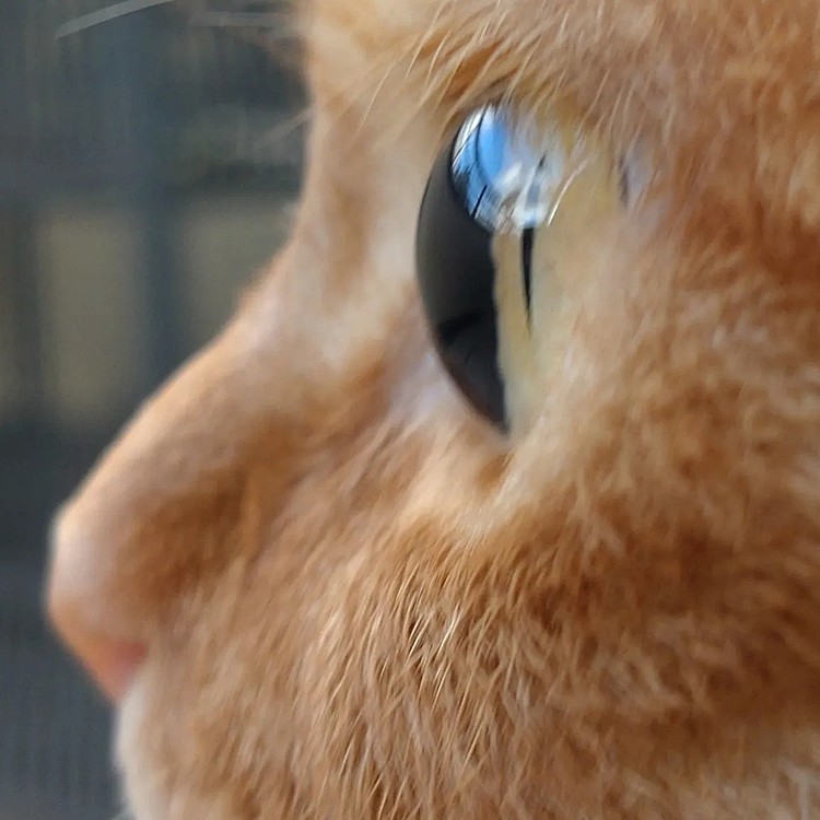 Cat's  eye!
