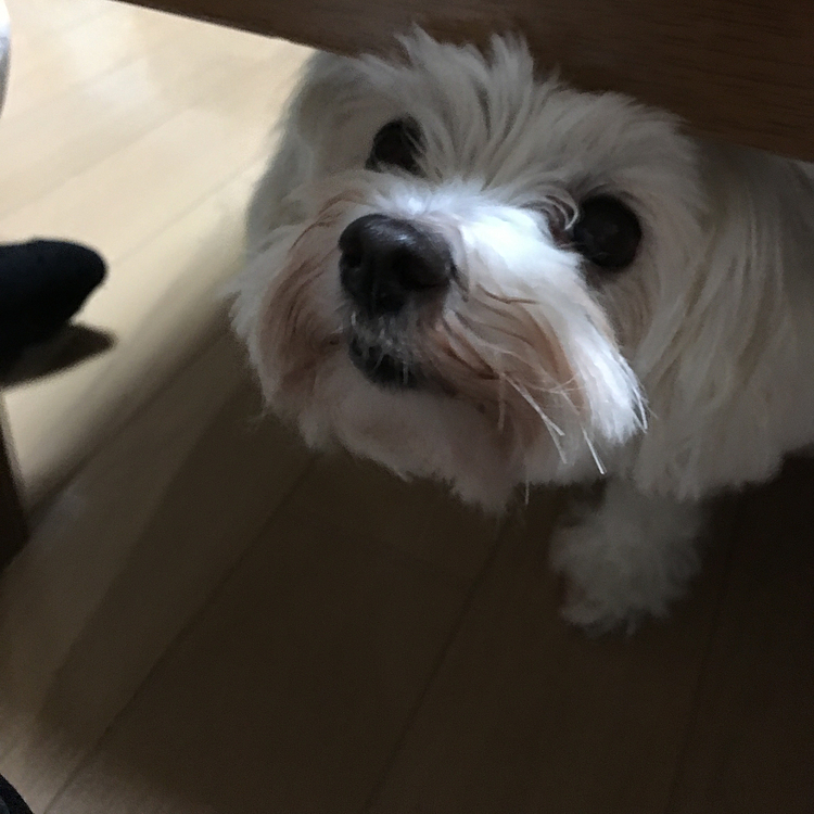 ミミちゃん関連の投稿にいいねをくださってる皆様、本当にありがとうございます。
ミミの魅力が少しでも共感してくださったら幸いです。
落ち着いたら訪問させていただきます。
本当にありがとうございます。