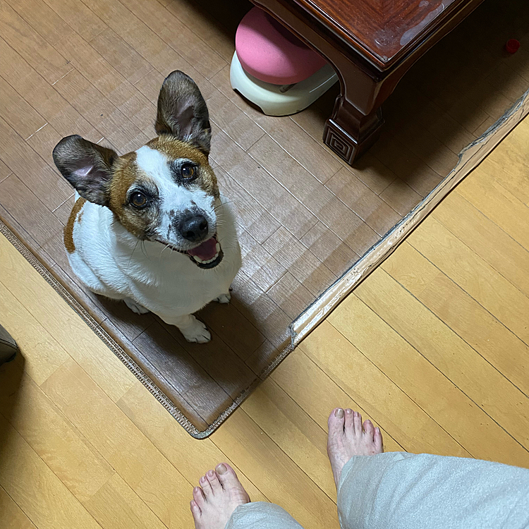 どーしてもプールに入りたいタイガー🐯催促が凄い‼️