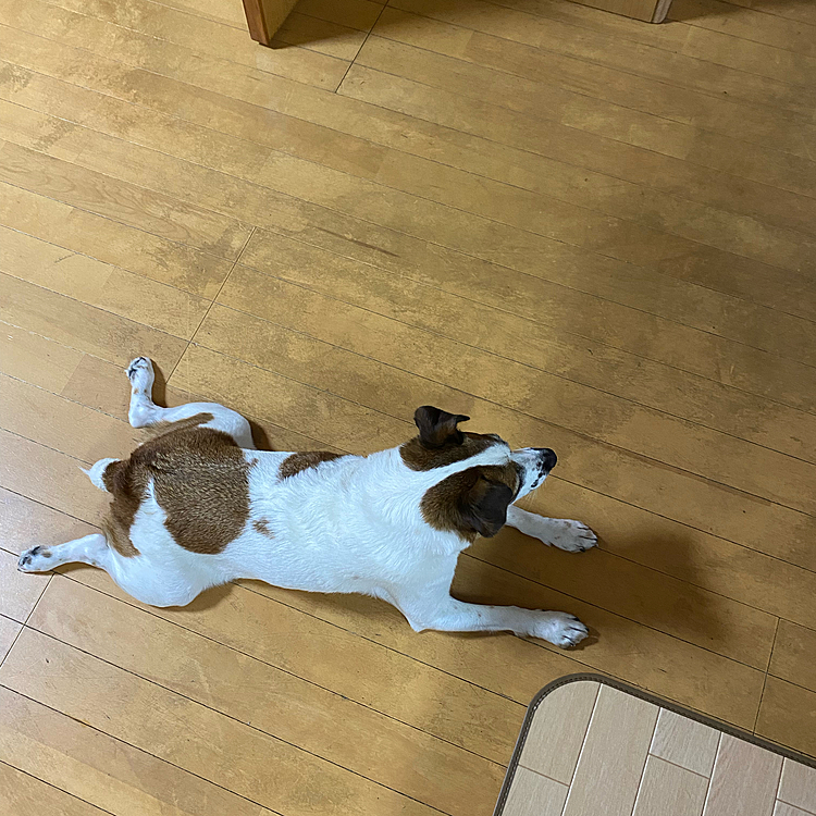 プールの水溢してるので、ふてくされてます。犬用ワックスで、床が、まだらに汚れが、、気にはなるのですが、ふきとりすぎると、ツルツルすべるし、、、