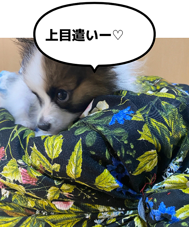 はじめまして★
char(シャル)と申します!
ピノっ子の弟分で同じ保護犬シェルターから
我が家へやってきました🙌🏻
ｵｽﾜﾘできるけど..まだまだﾄｲﾚが未完成..💦
名前の由来はワインのシャルドネから🫣
ワンコ好きな方..ワイン好きな方..笑
宜しくおねがいします♪
