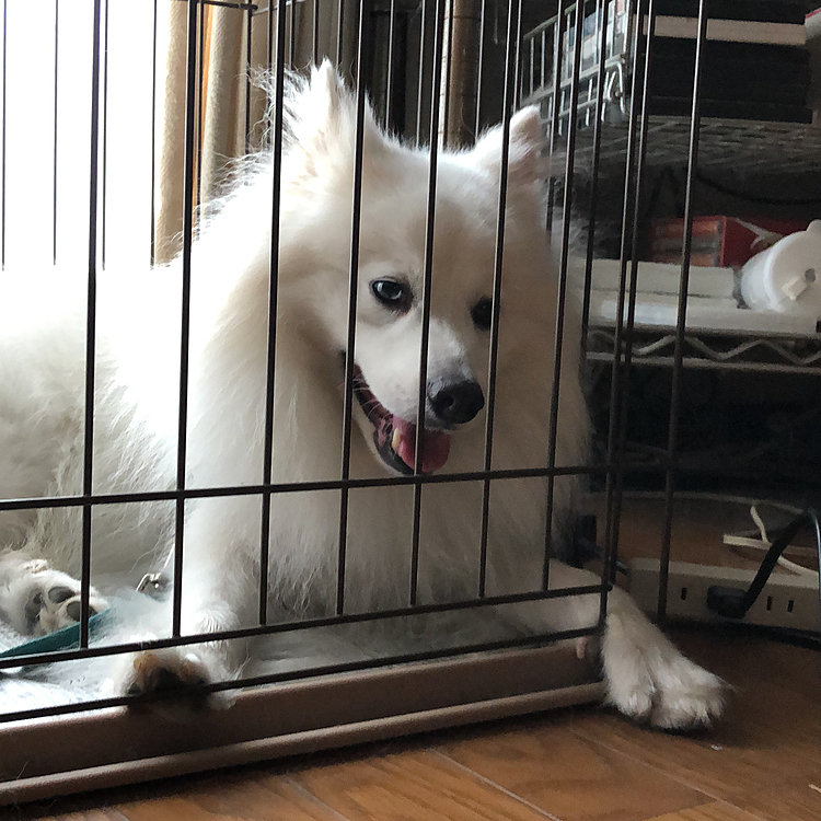 足を出すのが好き