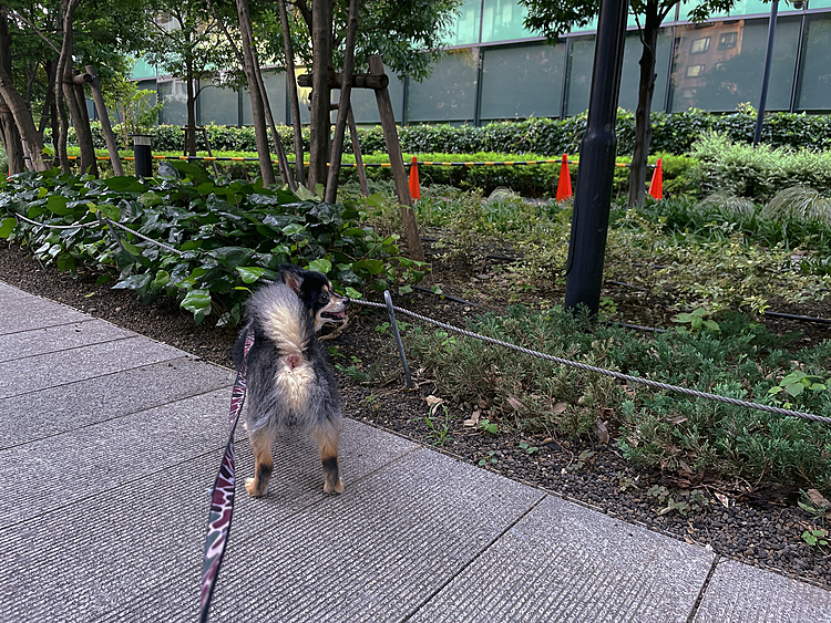 ミニ森林🌳へ夕散歩🐾

オトモダチとスキンシップ中、
飼い主さんに言われました🐶

「ここ、最近赤いコーンあるでしょ？
これスズメバチの巣があって駆除中なんですって💦」

え〜〜💦
怖すぎます😂

という事で早々とミニ森林は出ました😂

