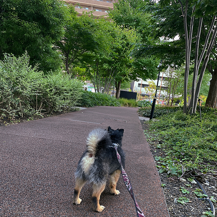 
とらくんお気に入りのコースなのに、、、🐯

早く駆除してもらいたいです😂🐝

