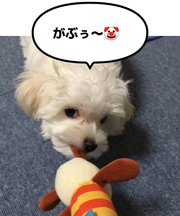7年前の蘭丸さん。
懐かしいです。