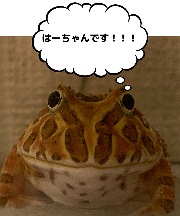 初投稿です(● ˃̶͈̀ロ˂̶͈́)੭ꠥ⁾⁾
我が家で1番大きいクランウェルツノガエルです！
名前ははーちゃんです🥰🥰
名前の由来は晴れの日にお迎えしたのではーちゃんになりましたww
食欲とわんぱくさは誰よりもありますw
カエルさんの投稿については1日1回
自己紹介させて頂きます👍👍
使い方が合ってるかは分かりませんが宜しくお願いします🥺