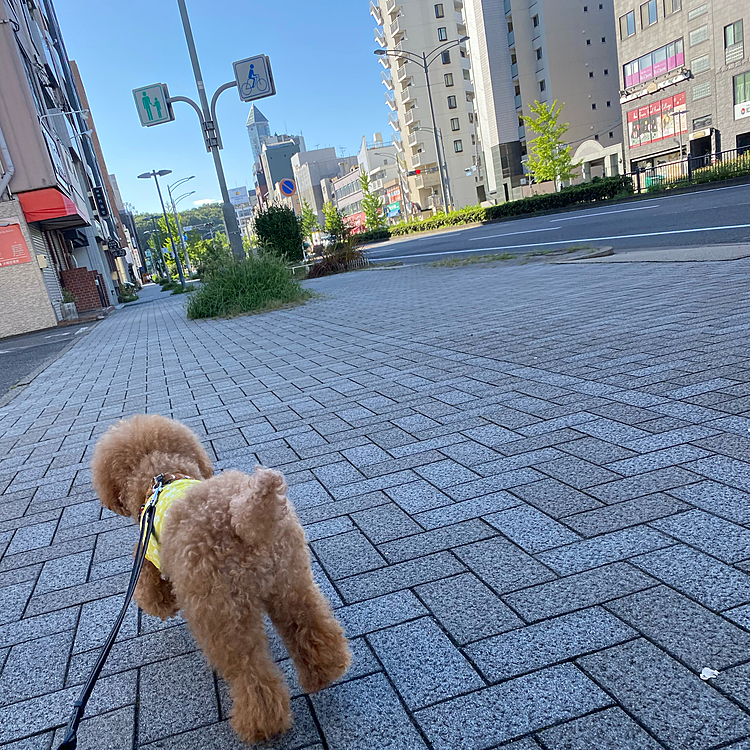 帰宅後には🤮してしまい朝ごはんを抜いて様子見をしようと思って、私達の朝ごはんの用意していたらいつも通りウロウロして食べたそうにしていたので一応少しだけ用意したのにいざ頂きます🙏したら食べない…
元気はありましたが、ダメなヤツと判断してすぐに病院へ行きました🏥
多分大腸炎だろうとの事で💉×2とお薬貰ってきました💊