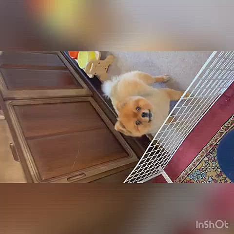 からのいつもの食後の風景😆