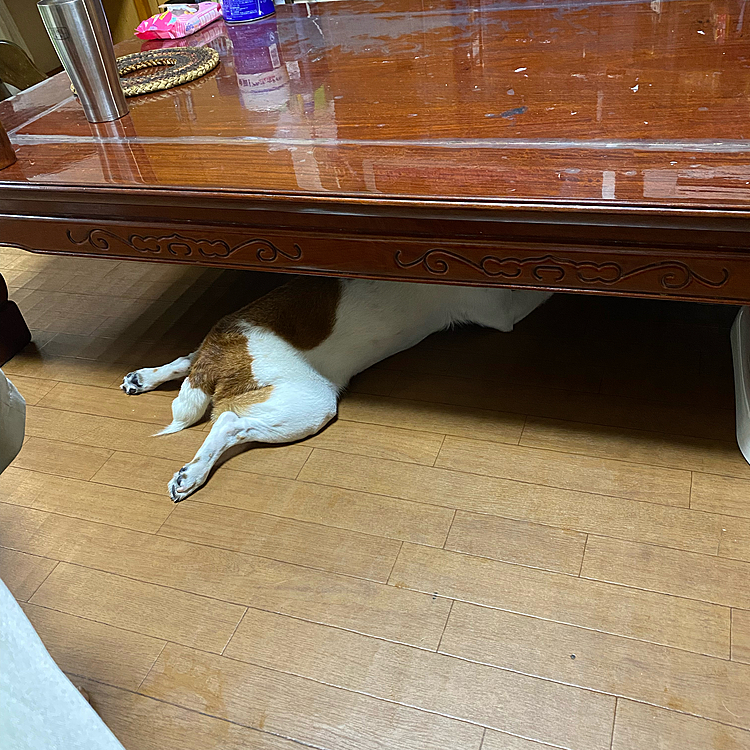頭隠して尻隠さず、、なんか、やらかした⁉️