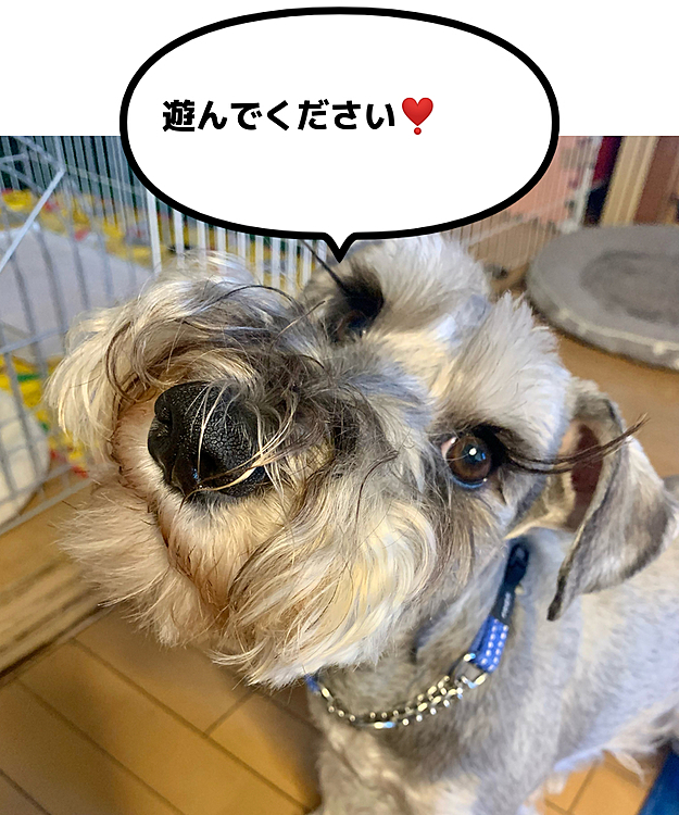 ロッシの投稿