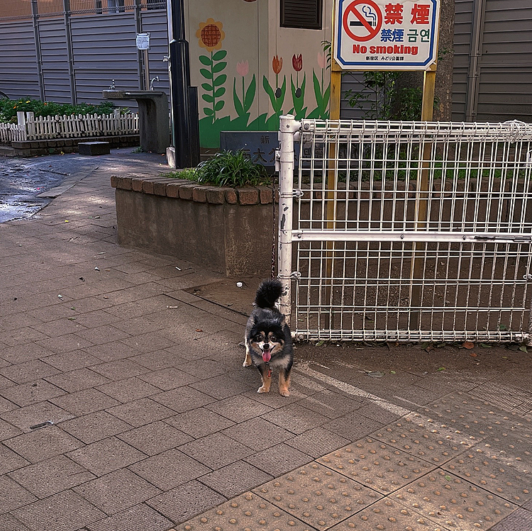 アチアチでハァハァへぇへぇ🐯🔆

へぇへぇ言いながら
いっぱい歩いてきました😊

スズメバチ🐝がいるので森林公園🌳は避けて、、、😂💦

別の公園に🐾



