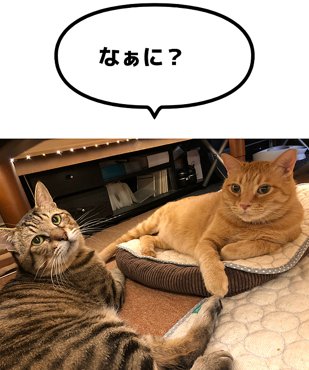 Max&Kittyの投稿