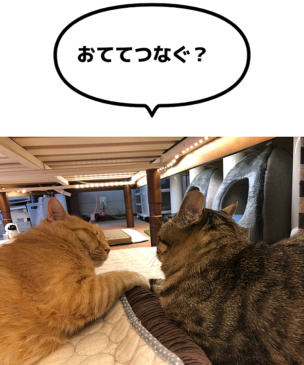 Max&Kittyの投稿