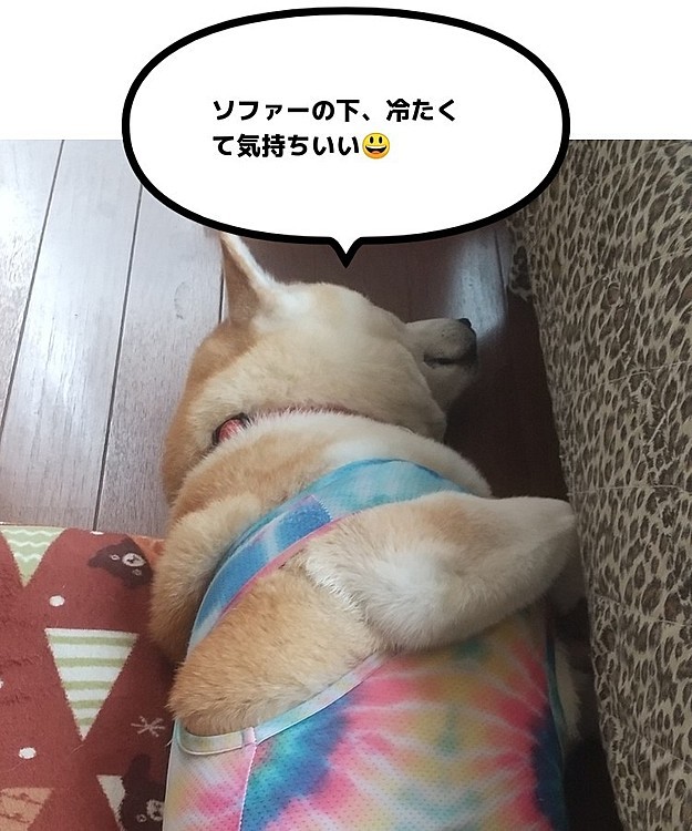 サカモトハナの投稿