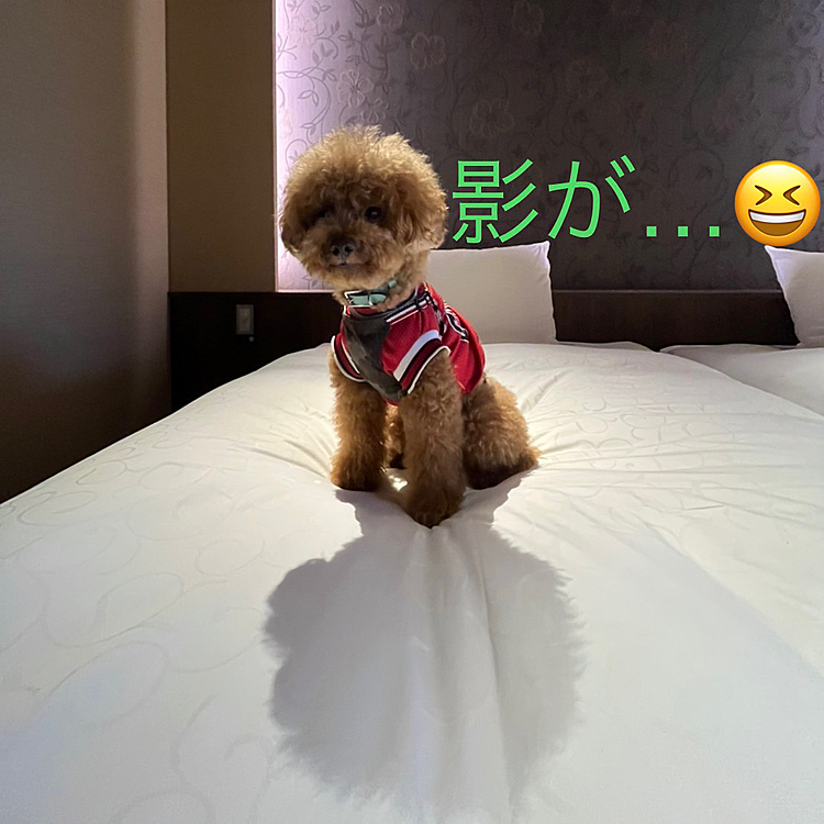 【伊豆旅行番外編】少し長文ですが、旅行中のお気に入りの写真も混ぜながら失礼します😉
行きのトイレ休憩で立ち寄ったSAでの出来事です🚗
ドッグランがあったのでまずパパさんがトイレに行き私はドッグランへ🐾
女性2人とそれぞれ連れていた同犬種の中型犬2🐶が先客でいたので私はハッピーを抱っこした状態で入ろうとした第一歩目に元気な方の子が私の太ももに飛びついて来ました🐕
