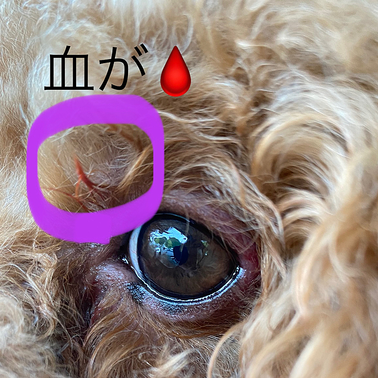 場所が場所なので飼い主さんの所に戻り説明をして念の為にと連絡先の交換をさせて貰いました📱
車に乗りじっくり見ましたが大きな傷は無さそうなので多分逃げ惑う時に水飲み場のバケツか相手の犬の手などに接種した程度だと推測されます。
割と近くで見ていたので噛まれたりとかでは無いと思います。
1時間ほどで沼津に到着しすぐに元気そうにしていたし目を気にする様子は無かったので🏥に行くほどでは無く様子見にしました。