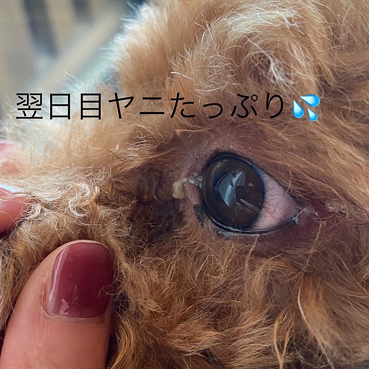 翌朝少し目ヤニが多く出ていて少し心配しましたが、その後は目ヤニも出ていなかったので問題無さそうと判断し相手にも連絡はしていません。

今回のように戯れていたぐらいで明らかに噛まれたとかではない場合にもし病院に行った場合その後の対応はどうするのが正解なんでしょうか？
