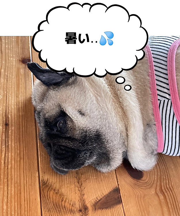 昨日の朝んぽ💦
落ちてます