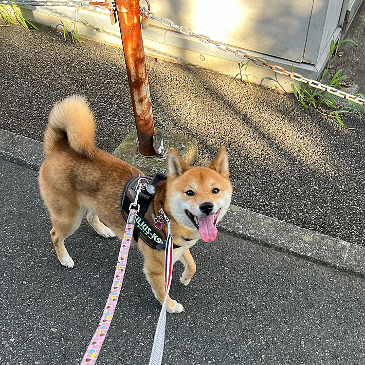 2022.07.28(木)
今朝の朝んぽ🐾
6時台には出るのですがこの時期はもう暑いですね💦
