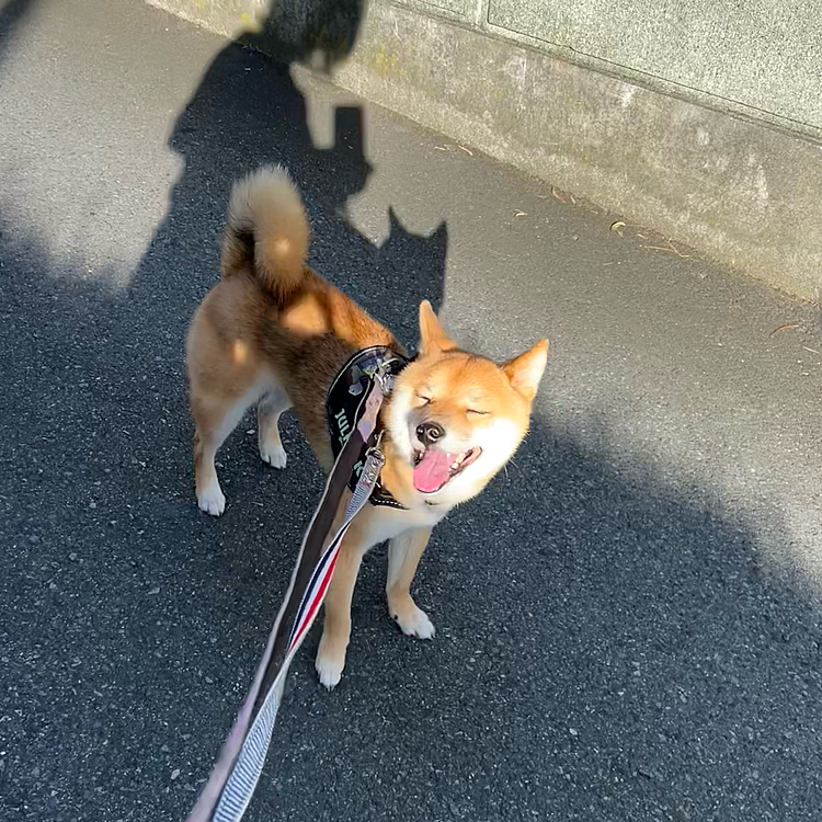 最近は朝も晩も同じような散歩コースで写真も撮ってなかったので久しぶりに🤳