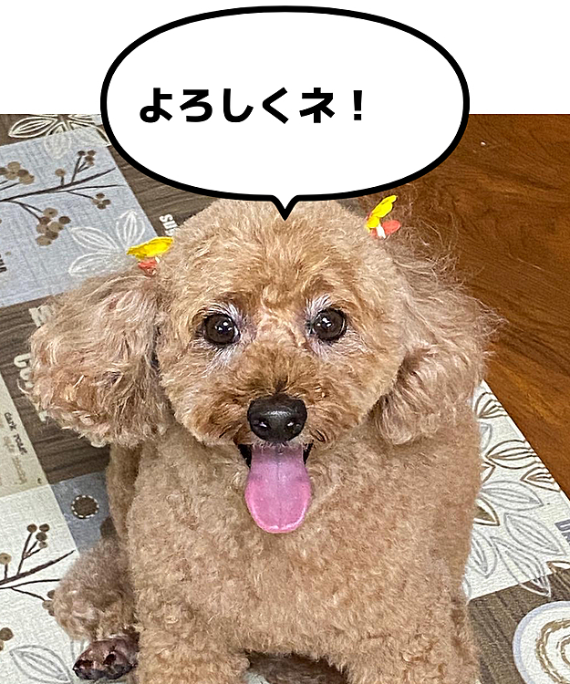 Kyucyikenの投稿