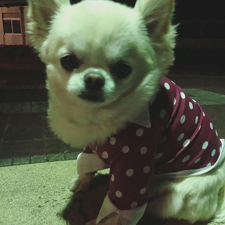 夜のお散歩だよ。