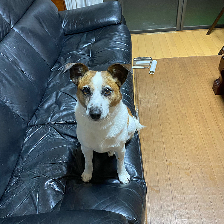 私の歯磨きみて、ガム下さいと！